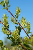 Salix starkeana