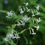 Silene nutans