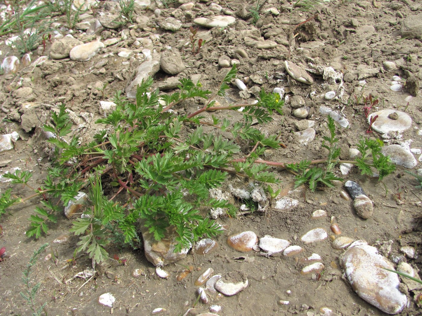 Image of Potentilla supina specimen.