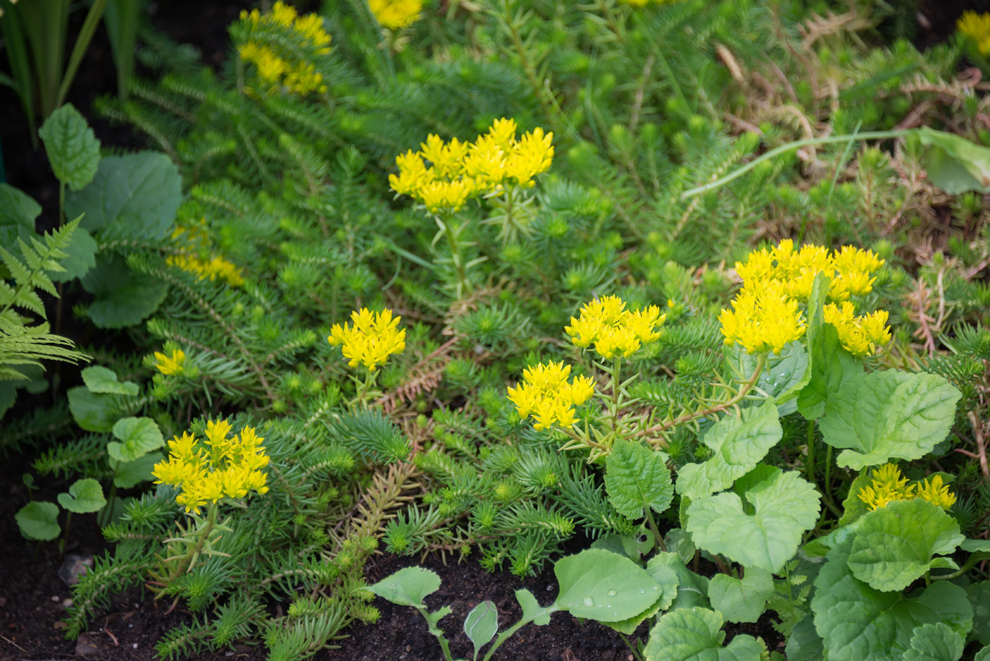 Изображение особи род Sedum.