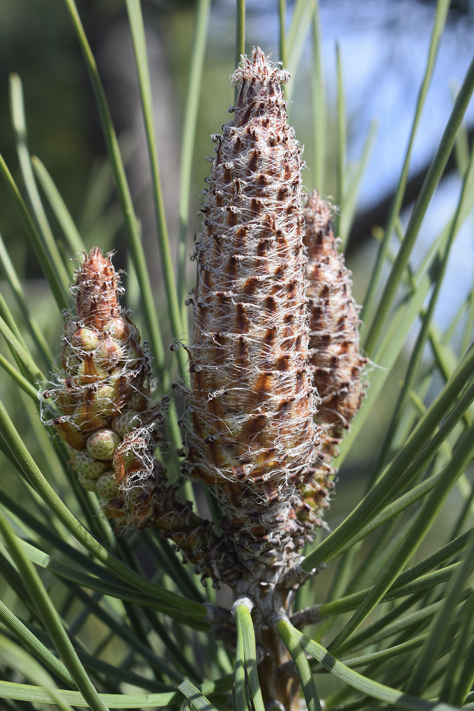 Изображение особи Pinus pinaster.