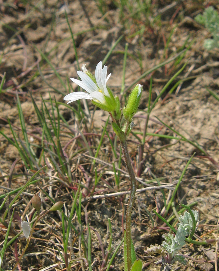 Изображение особи Dichodon viscidum.