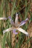 Iris songarica