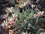 Astragalus arkalycensis