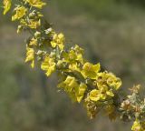 Verbascum lychnitis. Часть соцветия. Краснодарский край, окр. г. Крымск, злаково-разнотравный луг. 16.06.2019.