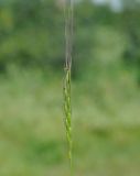 Aegilops bicornis. Соцветие. Республика Кипр, окр. г. Лимасол (Λεμεσός), огороженный участок земли на берегу моря. 15.03.2020.