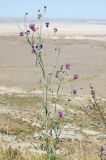 Centaurea adpressa