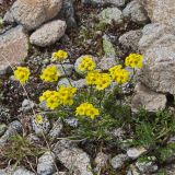 Draba scabra