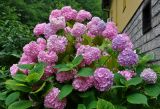 Hydrangea macrophylla. Верхушки ветвей с соцветиями. Сербия, долина р. Дрина, окр. г. Байна-Башта, в культуре. 07.07.2019.