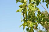 Catalpa bignonioides