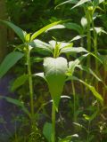 Helianthus tuberosus