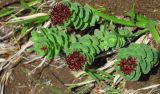 Rhodiola integrifolia