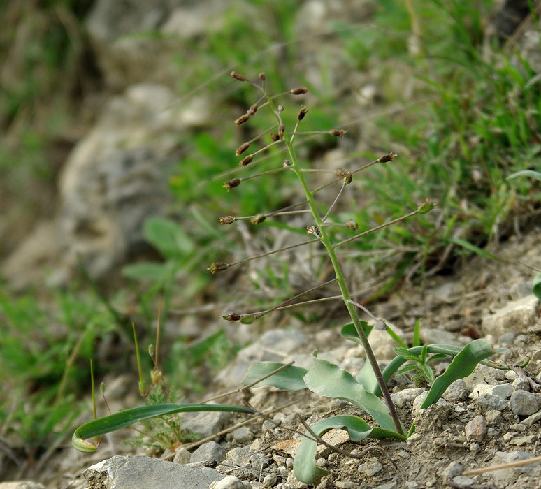 Изображение особи Bellevalia speciosa.