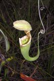 Nepenthes stenophylla. Ловчий кувшинчик. Малайзия, штат Саравак, национальный парк \"Бако\". 30.04.2008.