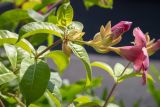 Allamanda blanchetii