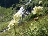 Cephalaria gigantea. Верхушки побегов с соцветиями. Карачаево-Черкесия, Урупский р-н, Кавказский биосферный заповедник, Имеретинское ущелье, Большой Имеретинский водопад, ≈ 2050 м н.у.м., субальпийский луг. 30.07.2022.