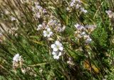 Gypsophila tenuifolia