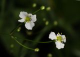 Alisma plantago-aquatica