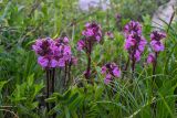 Pedicularis nordmanniana. Соцветия. Карачаево-Черкесия, Карачаевский р-н, Большой Кавказ, ущелье Чунгур-Джар, ур. \"Аэродром\", левый берег реки Чунгур-Джар, ≈ 2690 м н.у.м., альпийский луг, 22.07.2023.