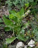 Crepis pannonica. Бутонизирующее растение в сообществе с Euphorbia и Artemisia. Дагестан, Сергокалинский р-н, долина р. Кака-Озень, каменистый склон. 04.05.2022.