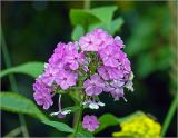 Phlox paniculata. Соцветие. Московская обл., Раменский р-н, окр. дер. Хрипань, садовый участок. 22.08.2023.