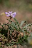 Geranium tuberosum. Цветущее растение. Ростовская обл., Мартыновский р-н, окр. хут. Несмеяновка, правый берег р. Сал, глинистый сухой склон. 07.04.2024.