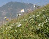 Смотреть изображение Anthemis melanoloma