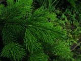 Abies sibirica