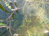 Myriophyllum sibiricum