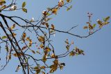 Sorbus turkestanica