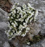 Draba dedeana