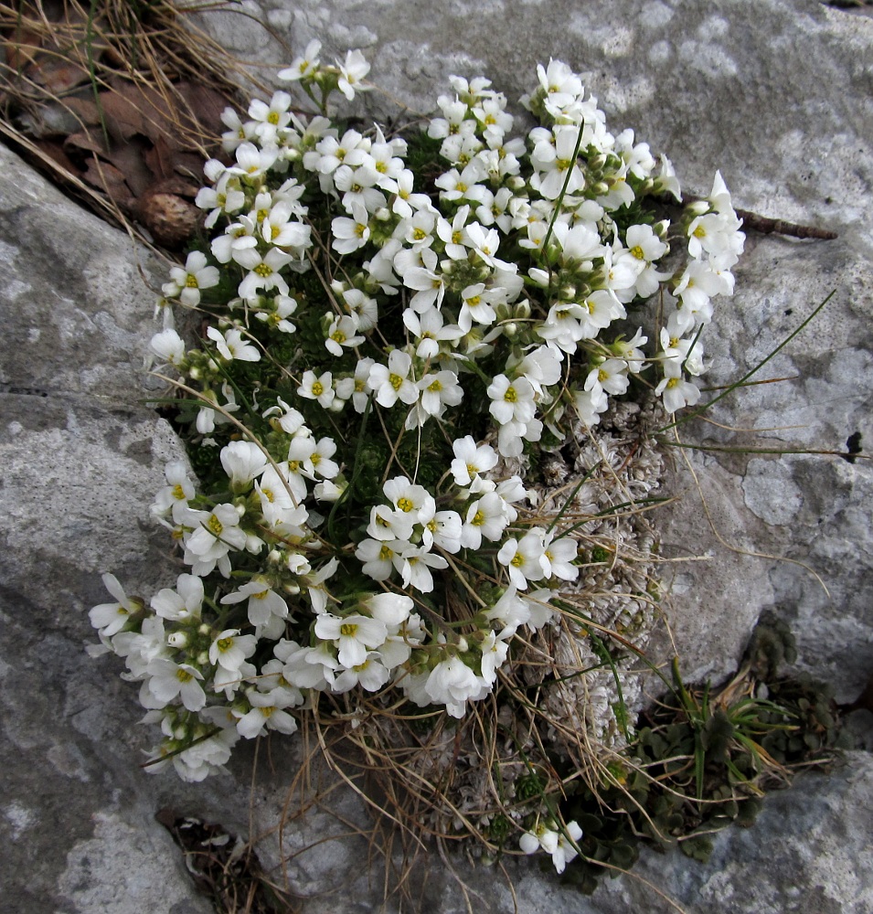 Изображение особи Draba dedeana.