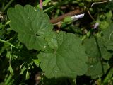 Glechoma hederacea