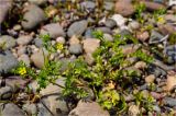 Potentilla supina подвид costata. Цветущее растение. Берег р. Енисей, заливной луг. 24.06.2012.