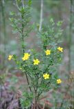 Jasminum fruticans