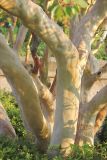 Arbutus andrachne