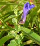 Scutellaria strigillosa. Верхушка цветущего растения. Приморский край, г. Владивосток, бухта Соболь, прибрежный склон. 06.09.2013.