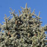 Picea pungens форма glauca. Часть кроны с шишками. Краснодарский край, окр. г. Крымск, территория ОСС. 21.10.2013.