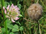 Trifolium fragiferum. Соцветие и соплодие. Украина, окр. Львова. Июль 2006 г.