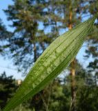 Plantago lanceolata