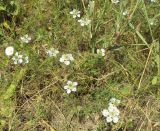 Nigella arvensis