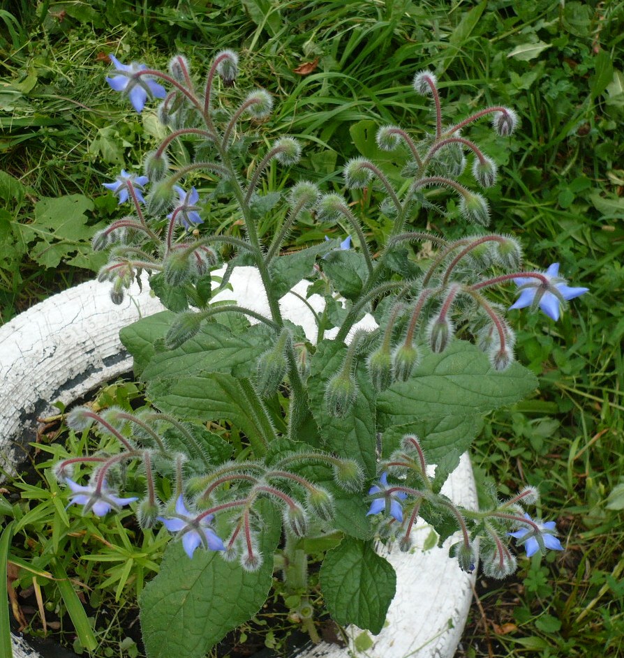 Изображение особи Borago officinalis.