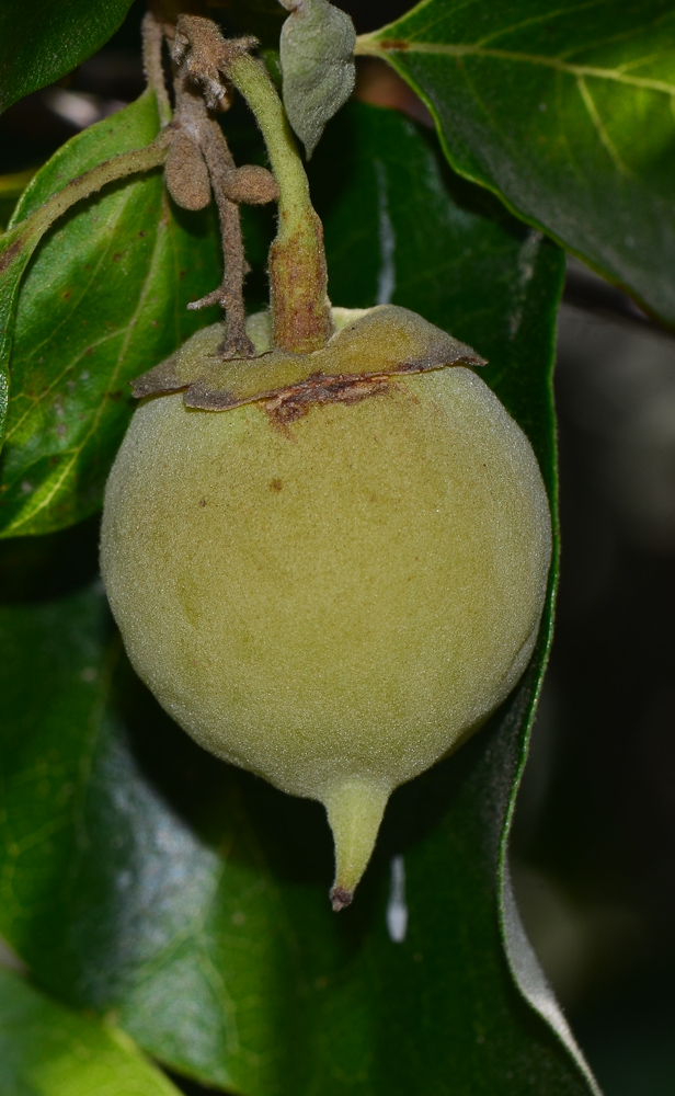 Изображение особи Styrax officinalis.