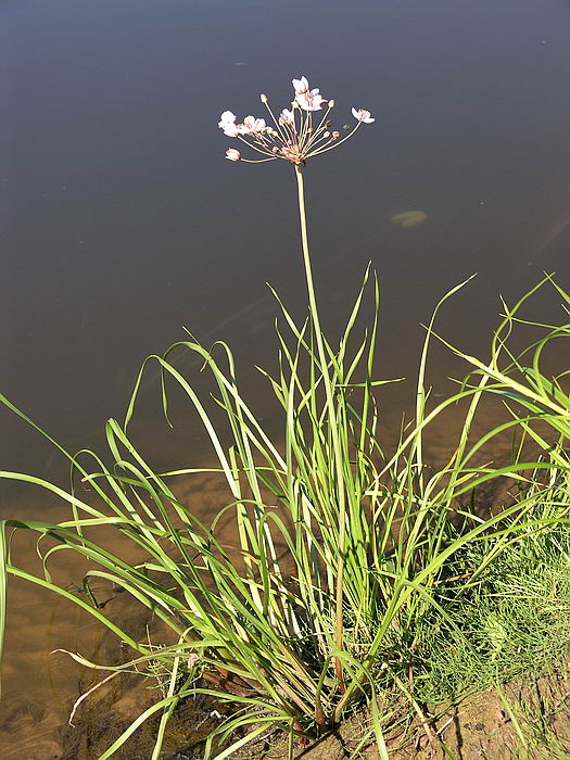 Изображение особи Butomus umbellatus.