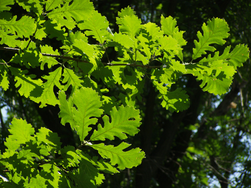 Изображение особи Quercus macrocarpa.