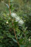 Myrtus communis