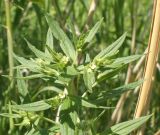 Lithospermum officinale