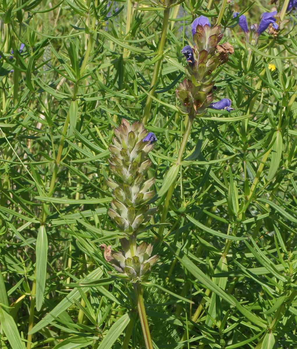 Изображение особи Dracocephalum ruyschiana.