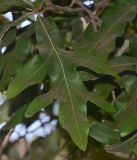 Grevillea hilliana