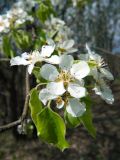 Pyrus caucasica